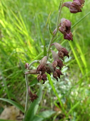 Epipactis atrorubens