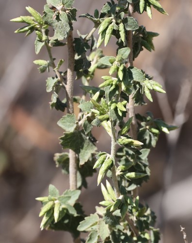 photo of California Brickellbush (Brickellia californica)