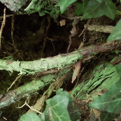 Chaenotheca furfuracea