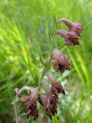 Epipactis atrorubens
