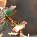 photo of Fuchsiaflower Gooseberry (Ribes speciosum)