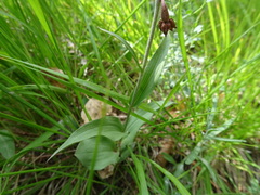 Epipactis atrorubens