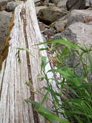 Elymus hirsutus