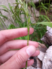 Elymus hirsutus