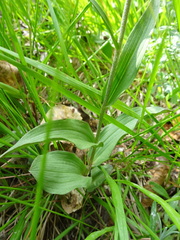 Epipactis atrorubens
