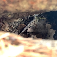 Lacerta agilis