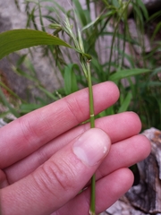 Elymus hirsutus