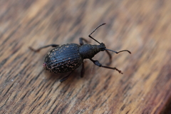 Otiorhynchus aurifer