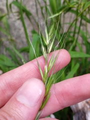 Elymus hirsutus