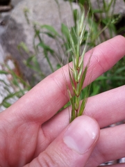 Elymus hirsutus