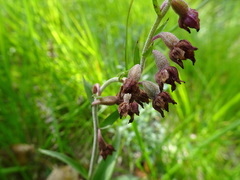Epipactis atrorubens