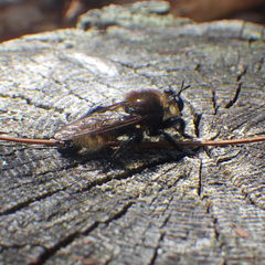 Laphria insignis