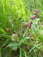 Epipactis atrorubens