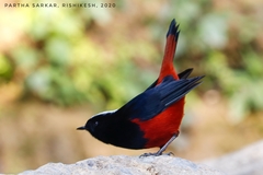 Phoenicurus leucocephalus