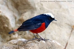 Phoenicurus leucocephalus