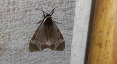 Dysschema leucophaea