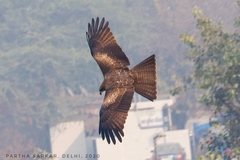 Milvus migrans
