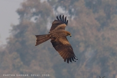 Milvus migrans