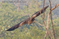 Milvus migrans