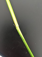 Juncus microcephalus