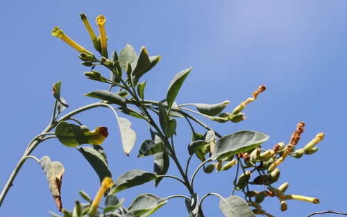 photo of Tree Tobacco (Nicotiana glauca)