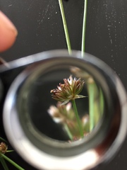 Juncus microcephalus