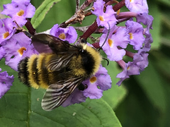 Bombus borealis