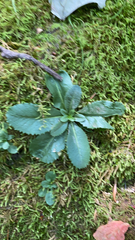 Micranthes micranthidifolia