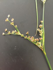 Juncus microcephalus