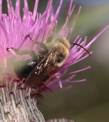 Melissodes desponsus