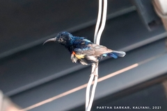 Cinnyris asiaticus