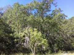 Acer negundo texanum