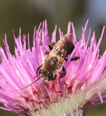 Melissodes desponsus