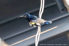 Cinnyris asiaticus