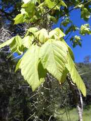 Acer negundo texanum