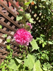 Alcea rosea