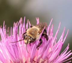 Melissodes desponsus