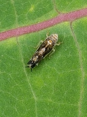 Scaphoideus nigrellus