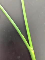 Juncus microcephalus