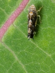 Scaphoideus nigrellus