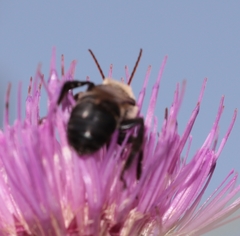 Melissodes desponsus