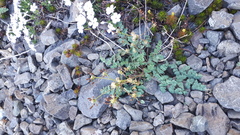 Lomatium martindalei
