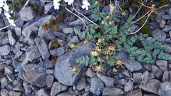 Lomatium martindalei