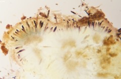 Ascobolus furfuraceus