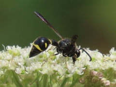 Eumenes coronatus
