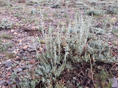 Artemisia arbuscula