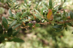 Leptospermum grandifolium