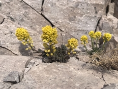 Draba aureola