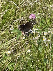 Papilio polyxenes