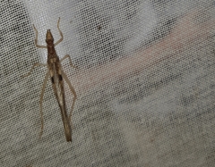 Neoxabea cerrojesusensis